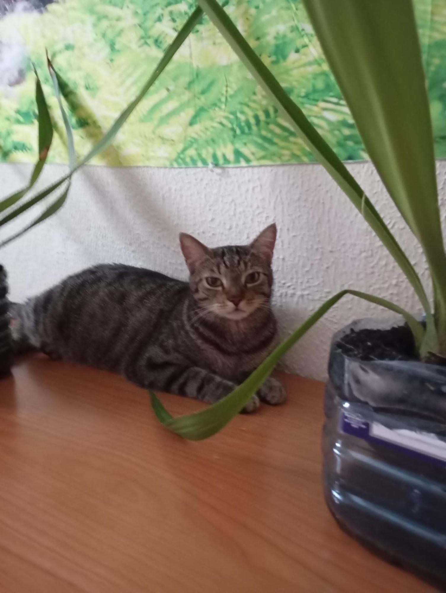 Grosses Modernes Zimmer "Silber" Fuer 2 Personen Und Katzenliebhaber Valência Exterior foto